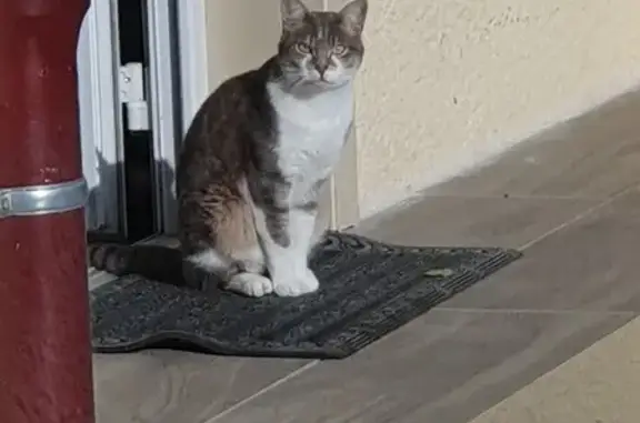 Chat errant nourri, cherche famille - photo