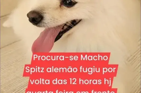 Cachorro perdido