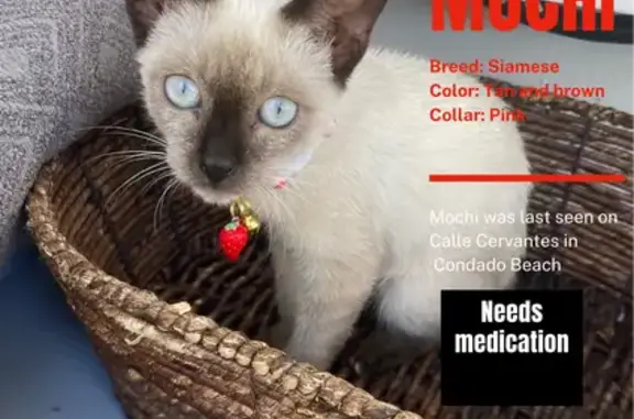 Lost Siamese Cat: Needs Meds i...