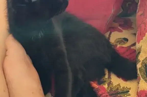 Chat perdu, Lorient, photo: Chatte noire disparue à Lorient