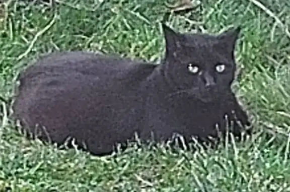 Help Find Blacki: Missing Cat in North Olmsted