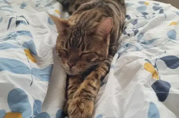 Animaux perdus , photo: Bengal disparu, malformation dos, Occitanie