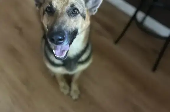 Lost Skittish German Shepherd in Cabot