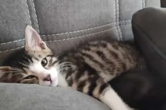 Chat disparu à Thiers : Tigrou recherché - photo