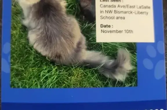 Lost Grey & Cream Cat: Yukon D...