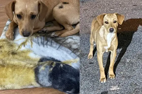 Found: Young Dog with Unique M...