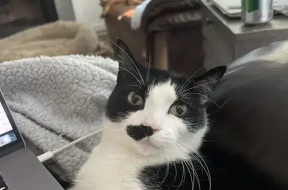 Lost: Sweet Tuxedo Cat 'Pablo' in Acworth