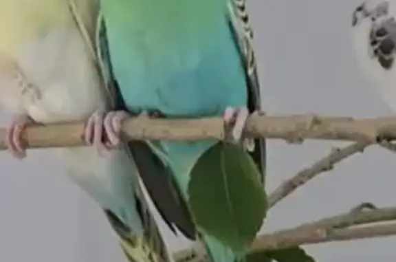 Lost Budgie 'Chicken' in Kwinana - Help!