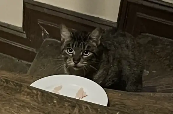 Chat trouvé à Knutange : tigré, sociable - photo
