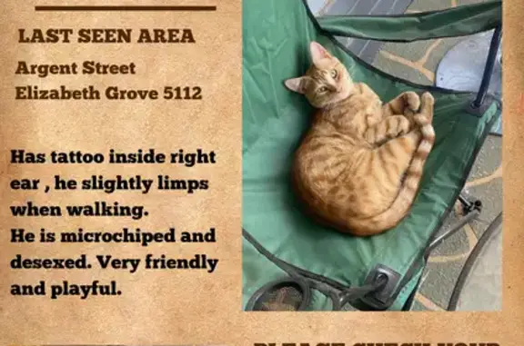 Lost Ginger Tabby 