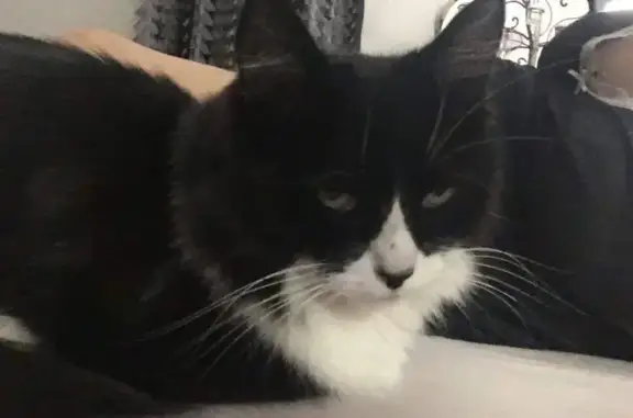 Chatte noire et blanche disparue à Miradoux - photo