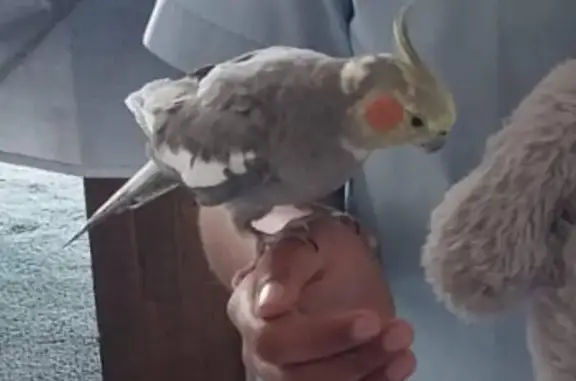 Lost Cockatiel: Help Find Eifi...