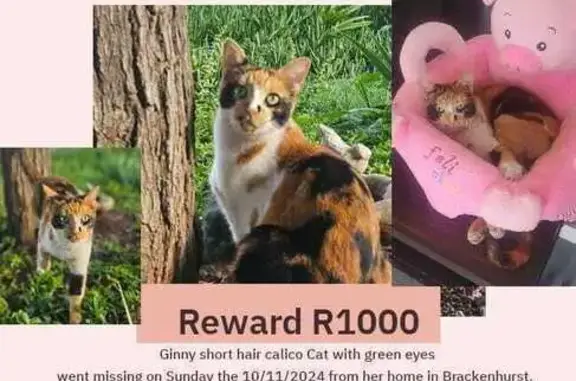 Lost Calico Cat: Ginny in Alberton