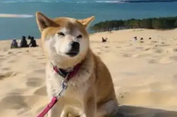 Chien perdu Le Cannet, photo : Shiba Inu orange perdue au Cannet