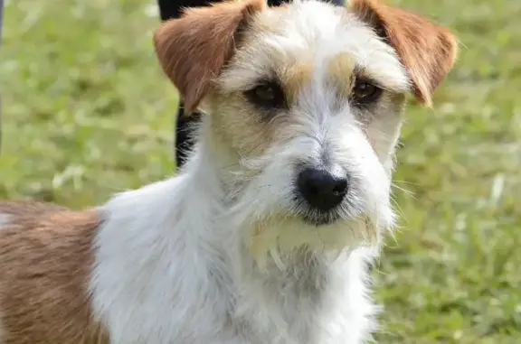 Jack Russell perdue Route de la Duvalière - photo