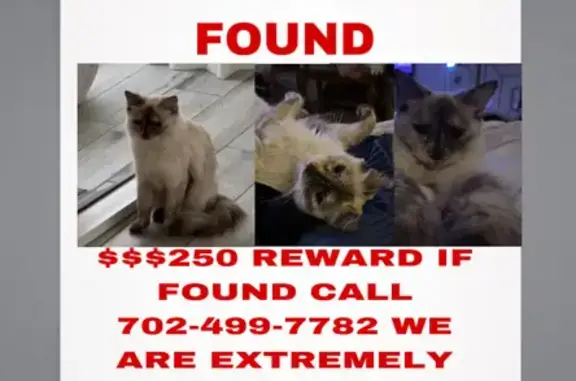 Lost Cat: Shy Girl Missing in Las Vegas