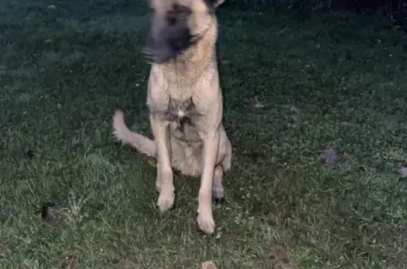 Chien sociable trouvé à Rouvres, Normandie - photo