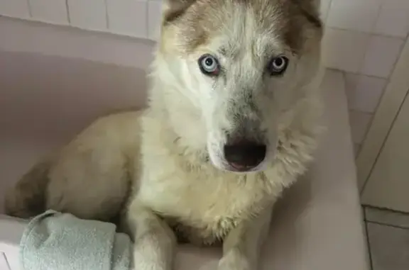Animaux perdus Allonnes, photo: Husky blanc perdu à Allonnes, pucé