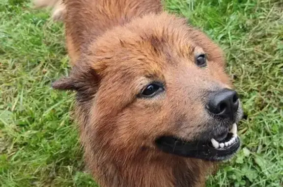 Animaux trouvés Saint-Gaudens, photo: Chien fauve trouvé près station Leclerc