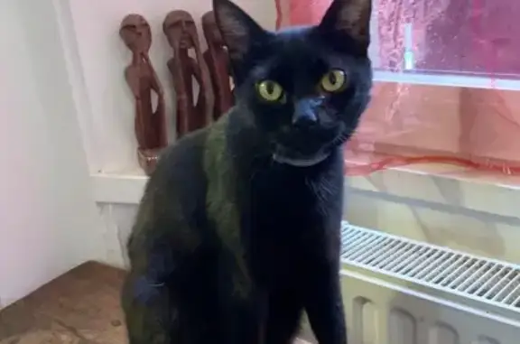 Chat noir Topaze perdu à Besançon - photo