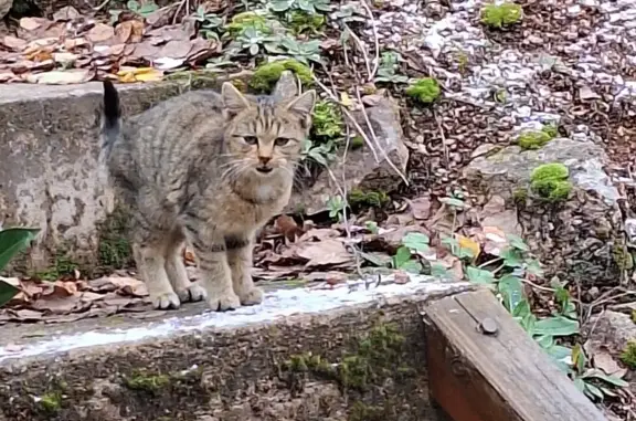 Chaton tigré craintif trouvé à Natzwiller - photo