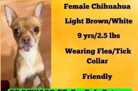 Missing Light Brown Chihuahua, Meriden