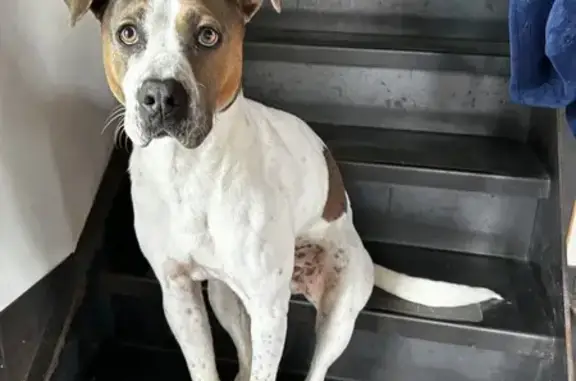 Chien croisé blanc/marron perdu à Forges - photo