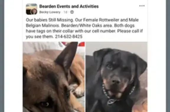 Lost Dogs Alert: Malinois & Rottweiler