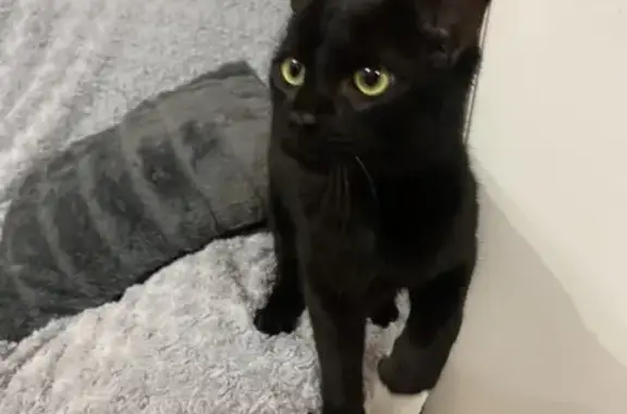 Animaux trouvés Gramat, photo: Chat mâle trouvé, affectueux et perdu