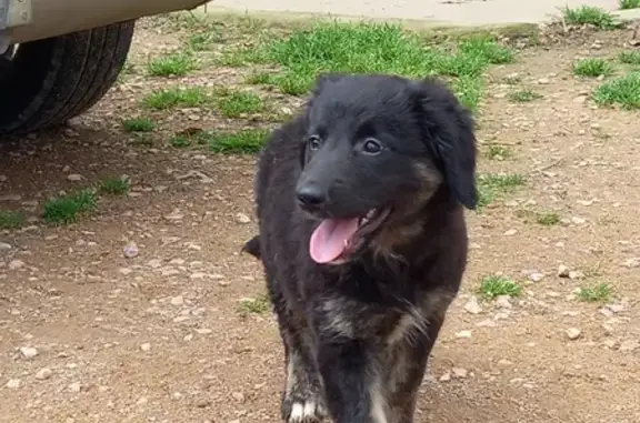 Chienne noire disparue à Bâgé-Dommartin - photo