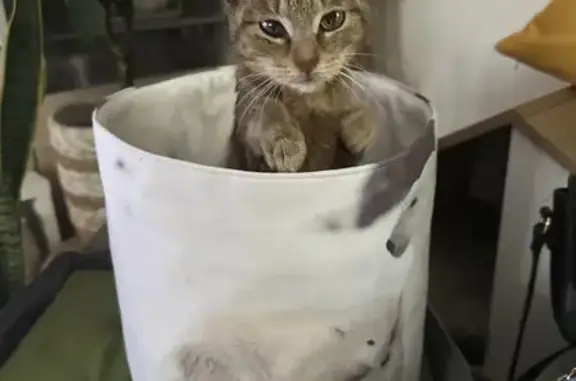Chat trouvé , photo: Chaton bicolore trouvé près d'Amigny-Rouy