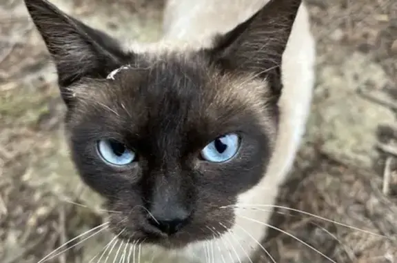 Chat trouvé Fourques, photo: Siamois trouvé, Chemin du Rouinet, Fourques