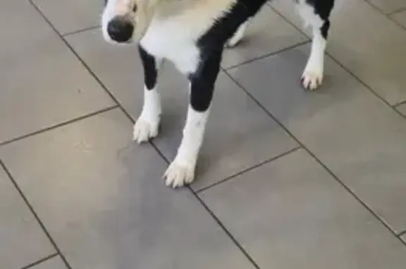 Chien trouvé , photo: Border collie trouvé à Saint-Junien