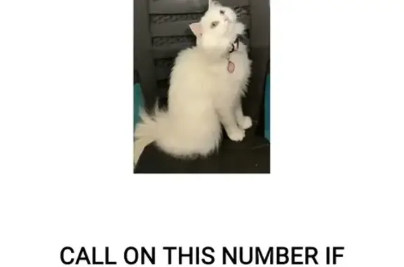 Lost White Persian Cat in Mayagüez