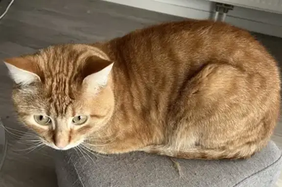 Chat trouvé Marquette-lez-Lille, photo: Chat mâle roux trouvé, Rue de Quesnoy 87