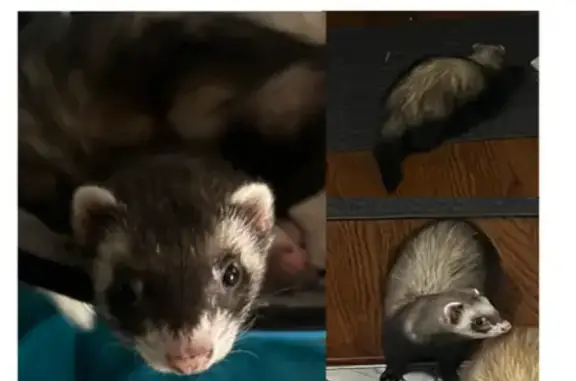 Missing: Ferret, 5, Dark Fur, Greenville