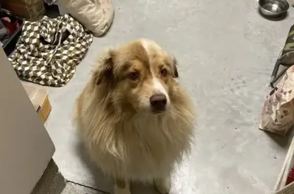Chien trouvé calme et obéissant à Poitiers - photo