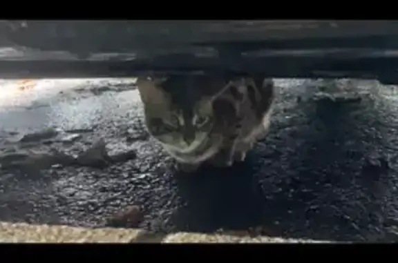 Jeune chat Bengal perdu à Orléans - photo