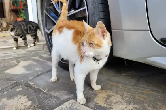Animaux trouvés Maubourguet, photo: Chatte rousse-blanche trouvée à Maubourguet