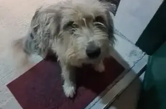 Chien trouvé Ascain, photo: Chien trouvé à Ascain, Chemin Lau Haizeak