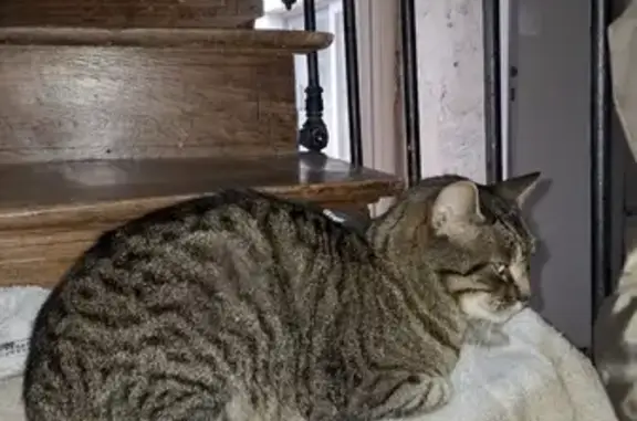 Chat gris foncé perdu à Ingrandes-Le-Fresne - photo