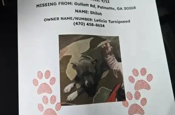 Lost Grey Pit Bull - Friendly & Trained