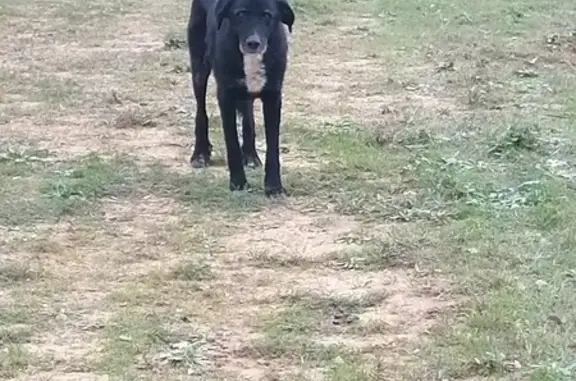 Chien trouvé Le Val, photo: Chien noir et blanc trouvé Route de Bras