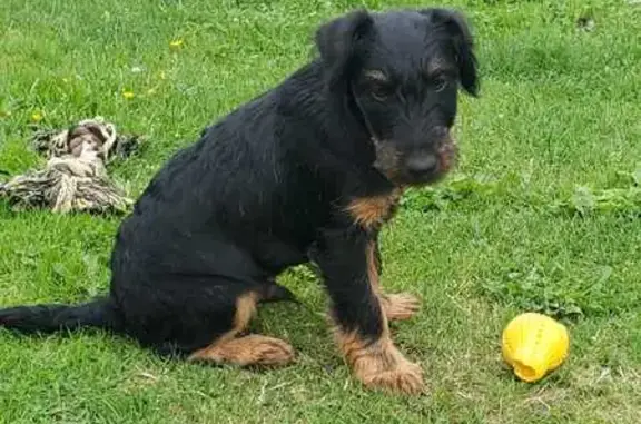 Chien perdu , photo : Chiens perdus à Chéronvilliers