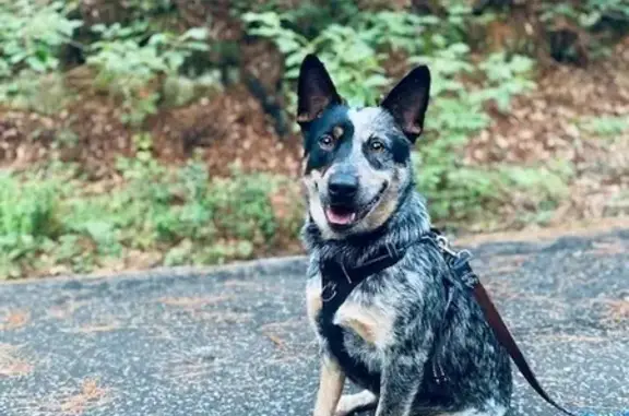 Missing: Manchas, Blue Australian Cattle Dog