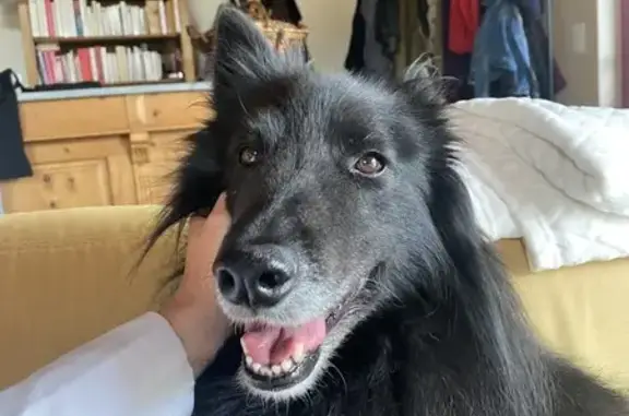 Chien perdu à Hermival-les-Vaux - photo