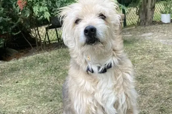 Mozart, chien âgé et sourd, disparu à Garches - photo