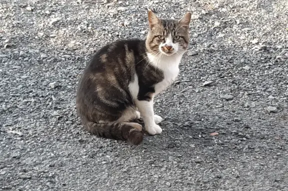 Chat trouvé Brens, photo: Chat mâle gris-blanc trouvé à Brens