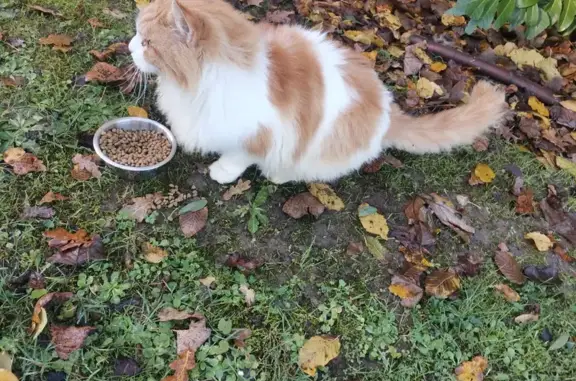 Chat trouvé Aulnoye-Aymeries, photo: Chat Maine Coon trouvé à Aulnoye-Aymeries