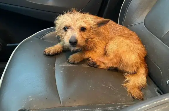 Chien trouvé , photo: Chien mâle âgé trouvé à Laurac-Cassaigne